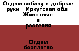 Отдам собаку в добрые руки - Иркутская обл. Животные и растения » Отдам бесплатно   